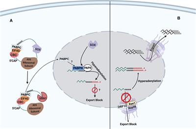 Inhibition of Host Gene Expression by KSHV: Sabotaging mRNA Stability and Nuclear Export